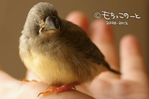 キンカチョウ ヒナ