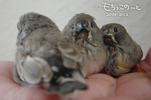 キンカチョウ ヒナ