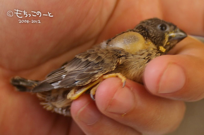 キンカチョウ ヒナ リュウ