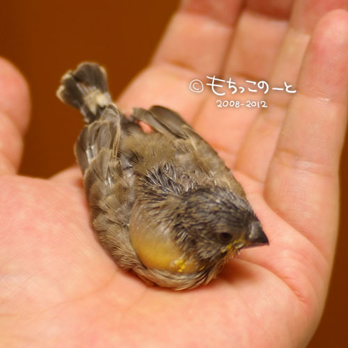 キンカチョウ ヒナ アポロ