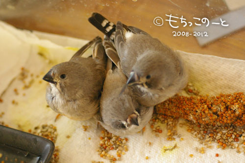 キンカチョウ ヒナ