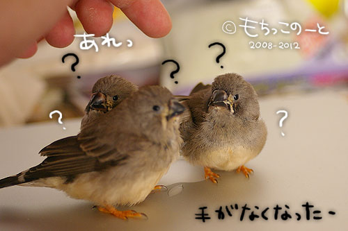 キンカチョウ ヒナ