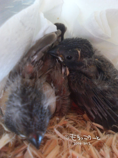 キンカチョウ ヒナ