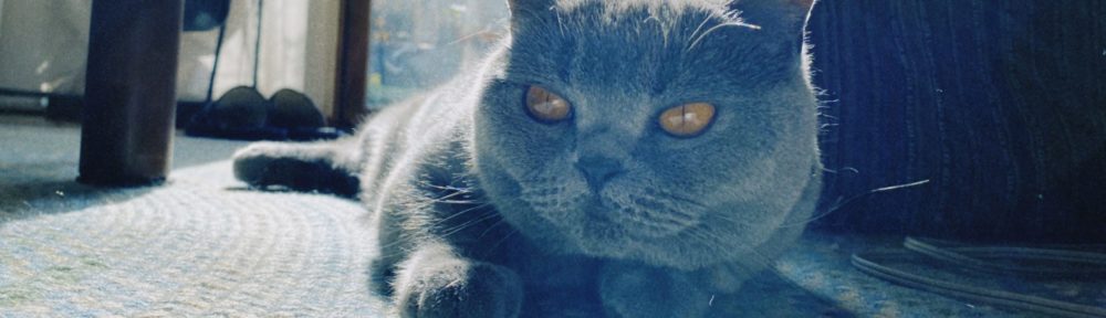 もちっこのーと