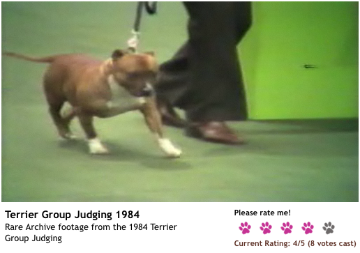 1984crufts_stafford.png